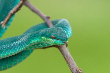 Blue viper snake on branch, viper snake ready to attack, blue insularis, animal closeup