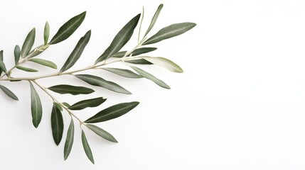 Obraz premium Olive Branch with Green Leaves on White Background