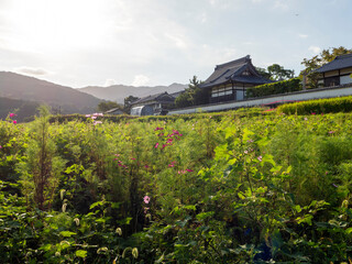 明日香村に咲く秋桜の花と橘寺 © しょこまろん