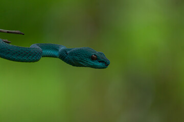 Blue viper snake closeup face, viper snake, blue insularis, Trimeresurus Insularis