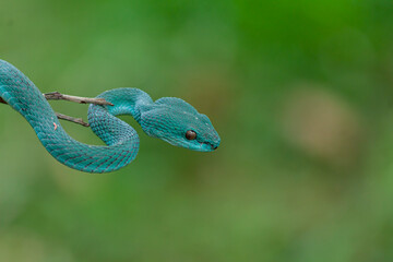 Blue Insularis Snake