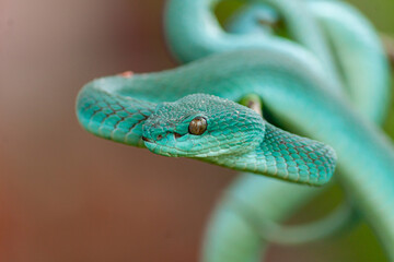 blue insularis pit viper
