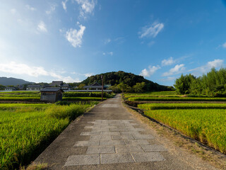 Fototapeta premium 青空が広がる明日香村の棚田と橘寺の風景