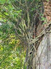 Historic Broken King&rsquo;s House Ruins from 19th Century