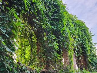 Green Trees Through a Broken Doorway