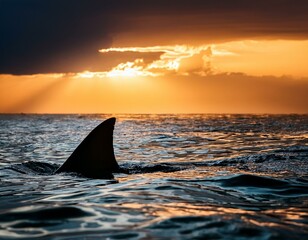Fototapeta premium Silhouette of a shark fin cutting through ocean waves during a dramatic sunset, highlighting the predator's presence in tranquil waters.