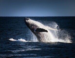 Fototapeta premium A humpback whale dramatically breaching the water surface, showcasing its immense size and power against the deep blue ocean.
