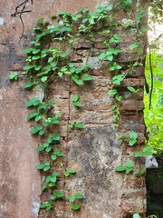 Historic Broken King&rsquo;s House Ruins from 19th Century