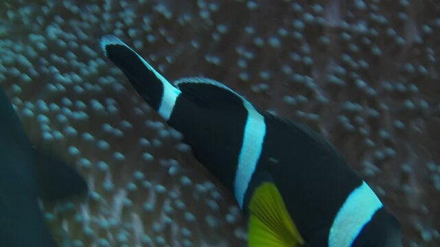 A close-up shot of a clownfish (Amphiprioninae) moving gracefully within a vibrant sky-blue anemone, showcasing their symbiotic relationship. Check my portfolio for more clownfish footage.