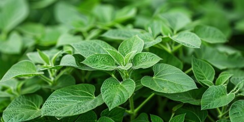 close up of fresh herbs