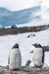 Fototapeta premium Close-up of nesting Gentoo Penguin -Pygoscelis papua- with their chicks at Cierva Cove colony, on the Antarctic peninsula