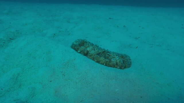 A large sea cucumber (Holothuria) rests on the sand, viewed in a wide shot with a gradual approach to the subject. Check my portfolio for similar marine life footage.