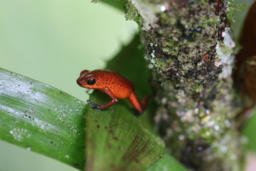 Naklejka premium Costa Rica Red Poison Dart Frog on wet leaf in the rainforest