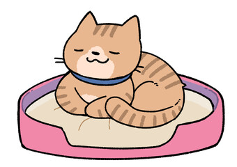 猫用ベットで休む猫（茶トラ）