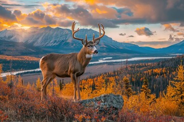 deer in the mountains