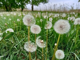 many faded dandelions in the clearing, trees in the background