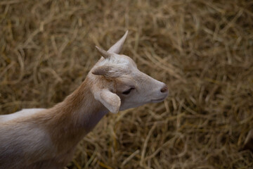 Fototapeta premium The head of a goat is white mixed with brown and the background is blurry straw grass.