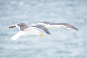 Dolphin Gulls (leucophaeus scoresbil) in flight searching for food.