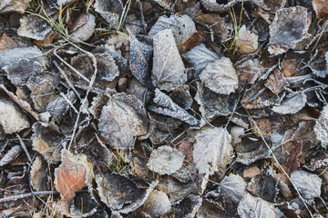 A landscape of nature shrouded in the first frost: frost-covered plants and ice patterns create a magical winter atmosphere