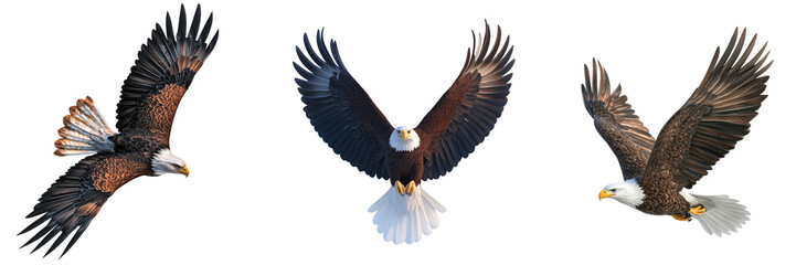 Fototapeta premium A striking bald eagle with wings wide open, isolated on a transparent background. Showcasing the majestic flight of America’s national bird, ideal for wildlife and nature-themed projects.