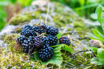 A close-up of juicy blackberries with a vibrant texture and dew drops, giving a feeling of freshness and summer mood
