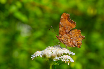 a brown-colored butterfly that looks torn, Polygonia c-album