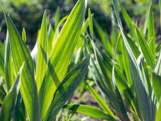A close-up of fresh sprouts, brightly illuminated by the sun's rays, symbolizes hope and the new life cycle of nature