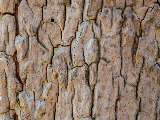 Close-up of tree bark texture showing unique patterns and natural beauty, ideal for environmental projects