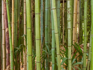 Fototapeta premium An aesthetic background made of green bamboo, conveying an atmosphere of calm and natural harmony for various designs