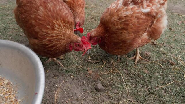 Chickens in cannibalism glasses on a walk. Fight against the aggressive period in chickens. Goggles against pecking
