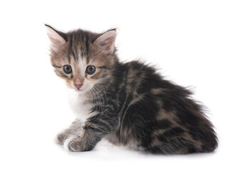 young Kurilian Bobtail in studio