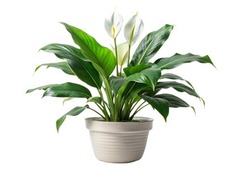 Fototapeta premium A vibrant green potted plant with fresh leaves and delicate flowers set against a white background, showcasing its beauty as a houseplant and decorative element in any home