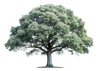 Fototapeta premium A single isolated tree with green leaves and a sturdy trunk set against a clean white background, representing nature and growth in a 3D style