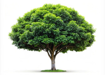A tall green oak tree isolated on a white background with lush leaves and branches representing nature and growth