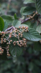 Green leaves with young fruits, green leaves with inflorescences