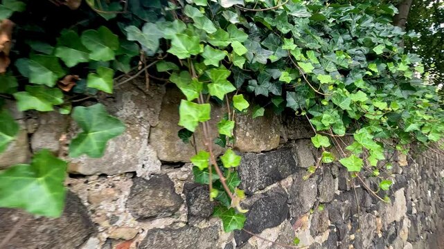 Ivy-Covered Stone Wall in Aberdour