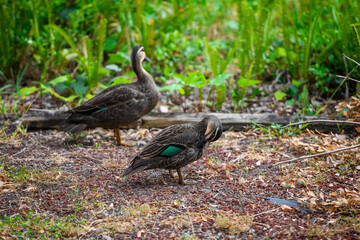 Couple of Australian Pacific Black Ducks standing on red gravel with green background