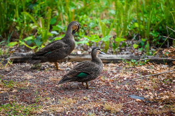 Couple of Australian Pacific Black Ducks standing on red gravel with green background