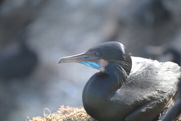 Cormorant