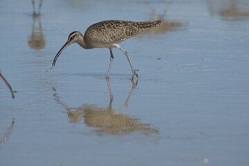 Shorebird