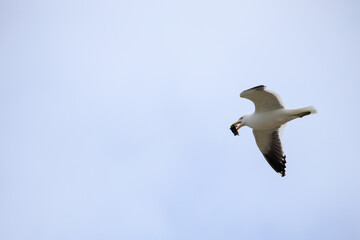 A Dolphin Gull (leucophaeus scoresbil) in flight preparing to drop a mollusc to open it.