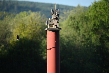 Birdhouse with Bird Shadow 