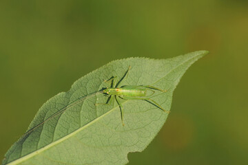 Male Southern oak bush cricket (Meconema meridionale). Subfamily Meconematinae. Family bush-criket (Tettigoniidae). Underside leaf of common spindle. Late summer, September.