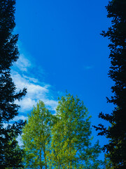 trees and sky