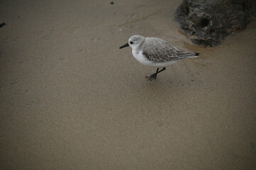 shorebird