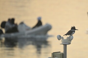 Kingfisher and Boaters