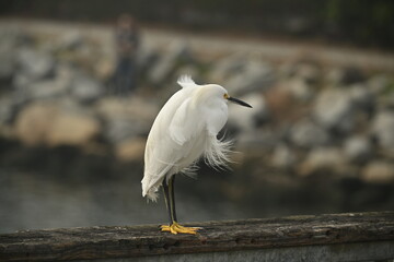 Egret Feathers