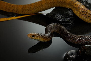  The dark background contrasts with the snake sleek body, highlighting its graceful movement.