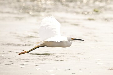 Egret in Flight White on White