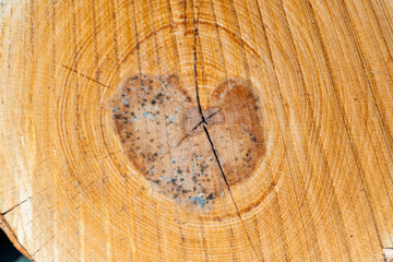 Close-up of a cross section of a tree with a distinct heart-shaped pattern in the centre, showing...